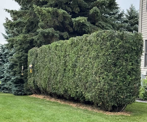 Lawn Maintenance - Enjoy It